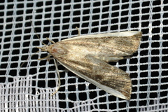 Donacaula mucronella