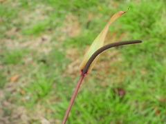 Anthurium gracile