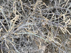 Anabasis articulata