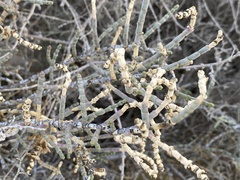 Anabasis articulata