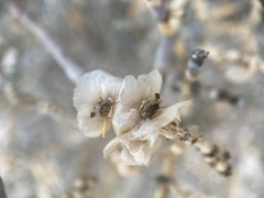 Anabasis articulata