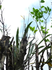 Anthurium gracile