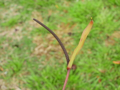 Anthurium gracile