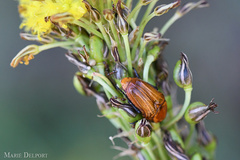Bulbine narcissifolia