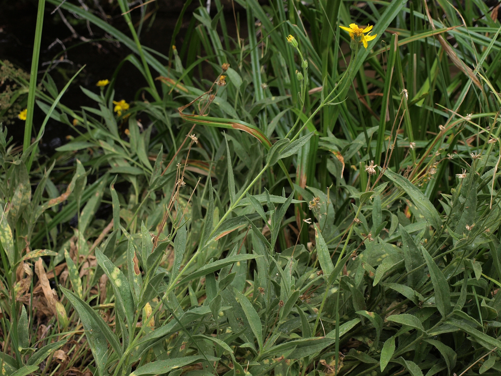 Arnica longifolia