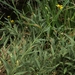 Arnica longifolia - Photo (c) Jim Morefield, algunos derechos reservados (CC BY)