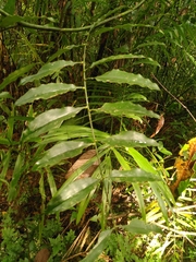 Desmoncus polyacanthos