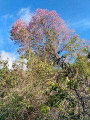 Handroanthus