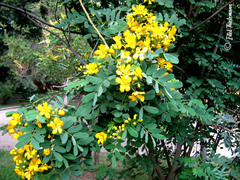 Senna candolleana