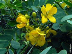 Senna candolleana