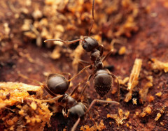 Lasius platythorax