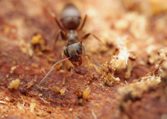 Lasius platythorax