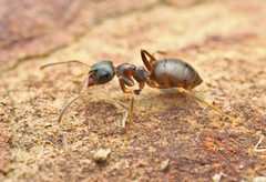 Lasius platythorax