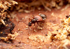 Tyrus mucronatus