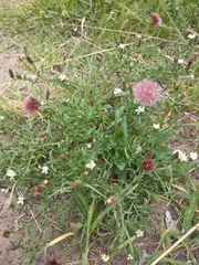 Noticastrum diffusum