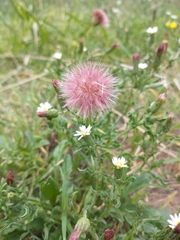 Noticastrum diffusum
