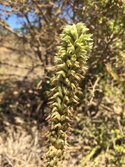 Brachystele unilateralis