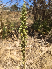 Brachystele unilateralis