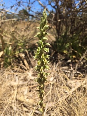 Brachystele unilateralis