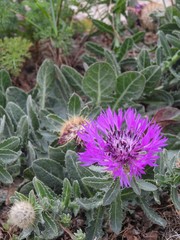 Centaurea sphaerocephala