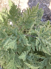 Hedosyne ambrosiifolia