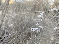 Limonium pruinosum