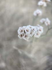Limonium pruinosum