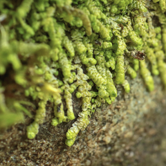 Lejeunea cavifolia
