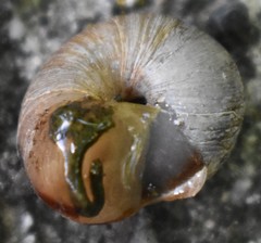 Oreohelix