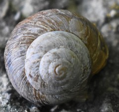 Oreohelix