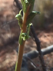 Brachystele unilateralis