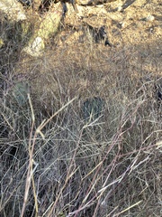 Muhlenbergia porteri