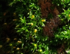 Orthotrichum diaphanum