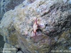 Gasteracantha versicolor
