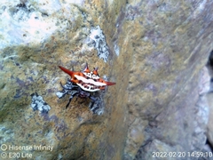 Gasteracantha versicolor