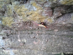 Gasteracantha versicolor