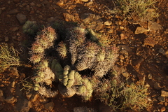 Euphorbia stellispina