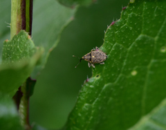 Ceutorhynchus pallidactylus