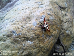 Gasteracantha versicolor