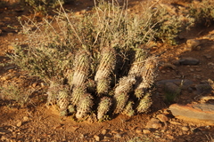 Euphorbia stellispina