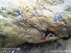 Gasteracantha versicolor
