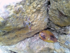 Gasteracantha versicolor