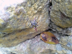 Gasteracantha versicolor