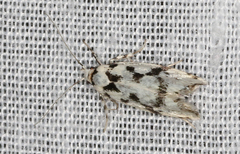 Lichenaula calligrapha