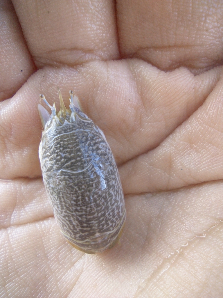 Puerto Rican sand crab