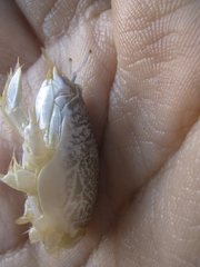 Emerita portoricensis