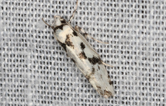 Lichenaula calligrapha