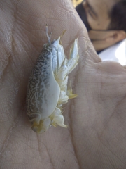 Emerita portoricensis