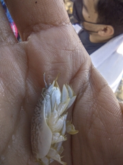 Emerita portoricensis