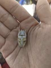 Emerita portoricensis